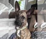 Small Mutt