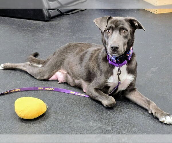 Medium Photo #2 Labrador Retriever-Unknown Mix Puppy For Sale in House Springs, MO, USA