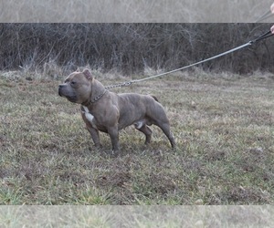 Father of the American Bully puppies born on 08/07/2025