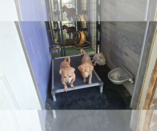 Medium Photo #27 Dachshund-Unknown Mix Puppy For Sale in Sebec, ME, USA