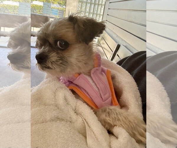Medium Photo #8 Shih Tzu-Unknown Mix Puppy For Sale in Newport Beach, CA, USA