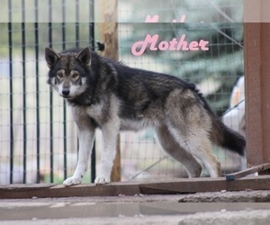 Mother of the Wolf Hybrid puppies born on 12/20/2022