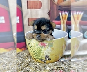 Yorkshire Terrier Puppy for sale in CASSVILLE, MO, USA