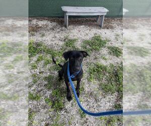 Labrador Retriever Dogs for adoption in Vero Beach, FL, USA