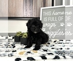Small Photo #4 Cavapoo Puppy For Sale in FRANKLIN, IN, USA