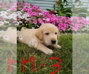 Labrador Retriever Puppy for sale in CLARE, MI, USA