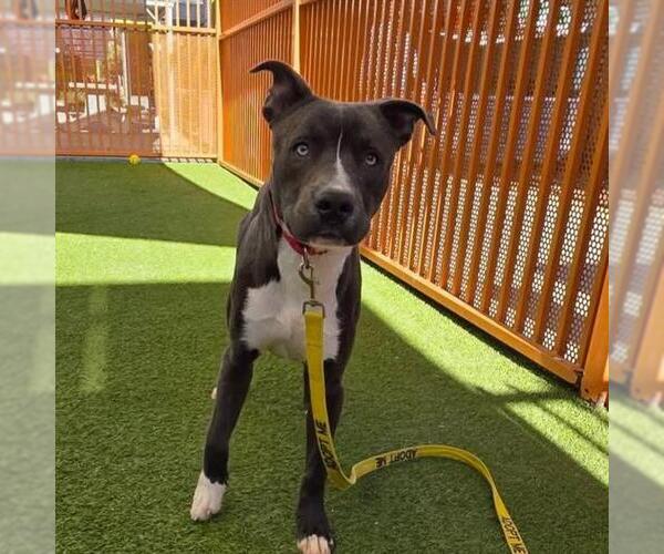 Medium Photo #1 Mutt Puppy For Sale in Las Vegas, NV, USA