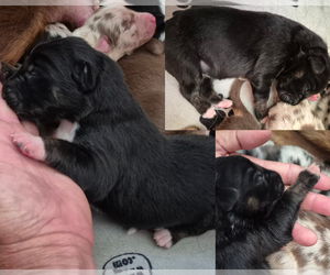 Medium Border-Aussie