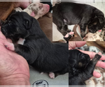 Puppy Orchid Border-Aussie