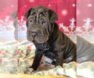 Cocker-Pei Puppy for sale in MILAN, IL, USA