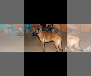 Mother of the Belgian Malinois puppies born on 04/01/2022