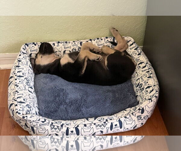 Medium Photo #14 Australian Shepherd-Unknown Mix Puppy For Sale in Valrico, FL, USA