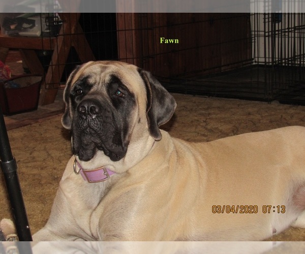 Medium Photo #1 Mastiff Puppy For Sale in FORT GARLAND, CO, USA
