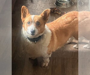 - Mix Dogs for adoption in Batavia, NY, USA