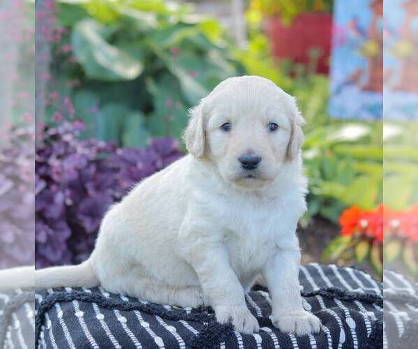 Medium Photo #1 Goldendoodle Puppy For Sale in NEW ENTERPRISE, PA, USA