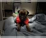 Small Photo #100 Belgian Malinois Puppy For Sale in REESEVILLE, WI, USA