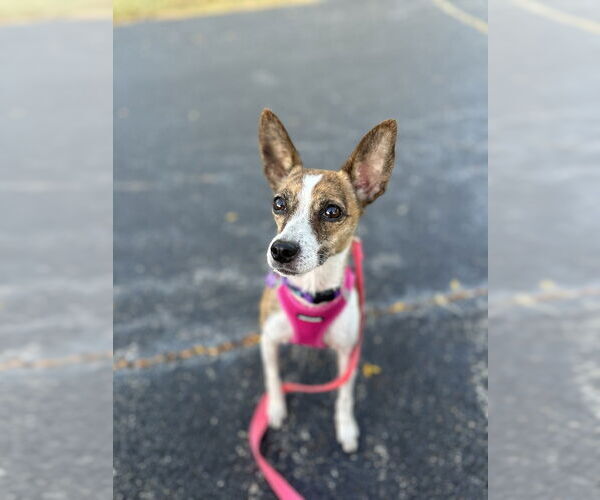 Medium Photo #12 Chihuahua-Unknown Mix Puppy For Sale in Mundelein, IL, USA