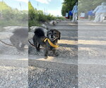 Small #7 Pekingese Mix