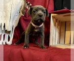 Small Photo #28 Cane Corso Puppy For Sale in LAKE EUFAULA, OK, USA