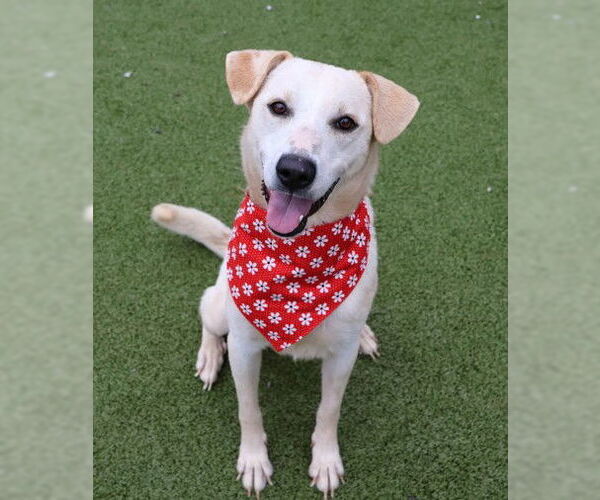 Medium Photo #1 Mutt Puppy For Sale in Rockaway, NJ, USA