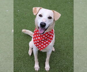 Mutt Dogs for adoption in Rockaway, NJ, USA