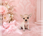 Small #21 Chihuahua