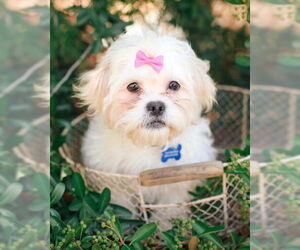 Shih Tzu Dogs for adoption in Corona, CA, USA