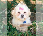 Small Shih Tzu