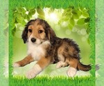Small #15 Bernedoodle (Miniature)