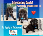 Small #1 Pug