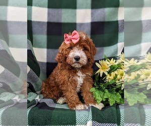 Cavapoo Puppy for sale in NEW HOLLAND, PA, USA