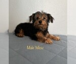 Small Photo #14 Yorkshire Terrier Puppy For Sale in SACRAMENTO, CA, USA