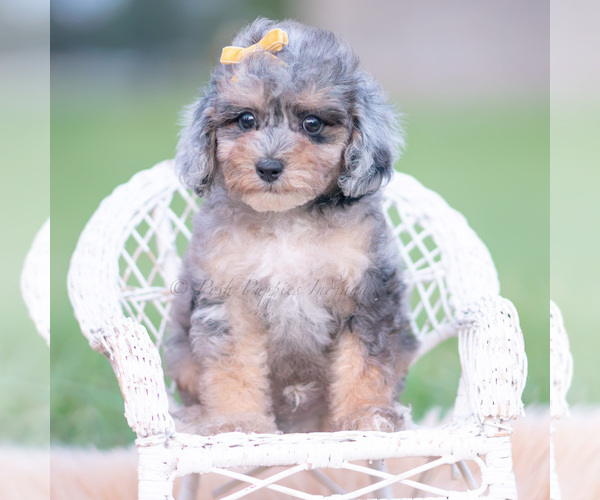 Medium Photo #87 Poodle (Miniature) Puppy For Sale in WARSAW, IN, USA