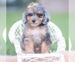 Small #2 Poodle (Miniature)