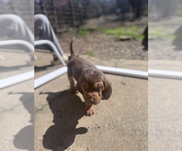 Medium Photo #1 Bloodhound Puppy For Sale in UNIONTOWN, AR, USA