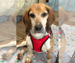 Small #5 Beagle