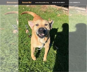 German Shepherd Dog Dogs for adoption in Benton, PA, USA