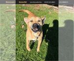 Susie Q - Female German Shepherd Dog Dog for Adoption - Small photo