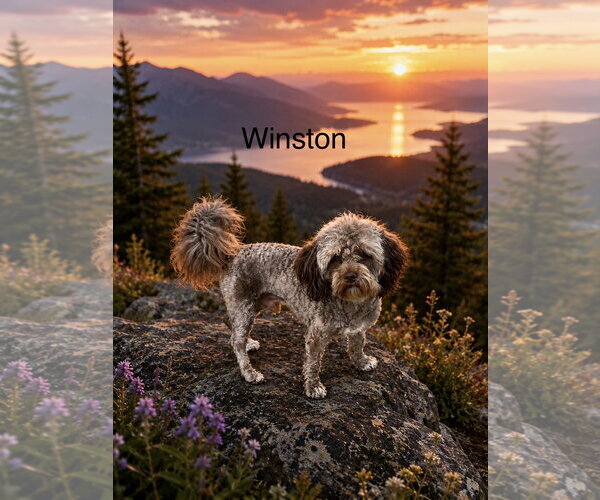 Medium Photo #3 Havanese-Unknown Mix Puppy For Sale in Colorado Springs, CO, USA