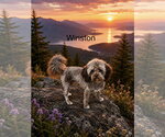 Small #2 Havanese Mix