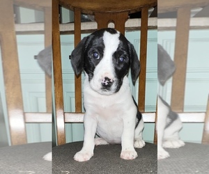 Beagle-Border Collie Mix Puppy for sale in SILVER CREEK, NY, USA