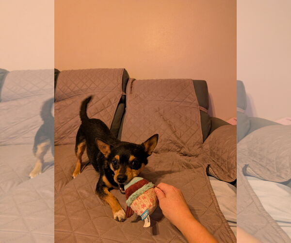 Medium Photo #2 Chiweenie Puppy For Sale in Bandera, TX, USA