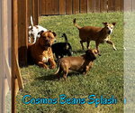 Small Photo #12 Chiweenie Puppy For Sale in San Antonio, TX, USA