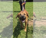 Small #2 Shepradors