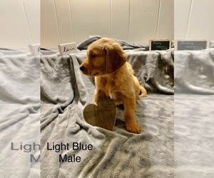 Golden Retriever Puppy for sale in MOLINE, IL, USA