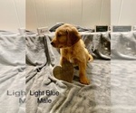 Small Photo #1 Golden Retriever Puppy For Sale in MOLINE, IL, USA