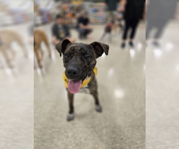 Medium Photo #1 Labrador Retriever-Plott Hound Mix Puppy For Sale in Minneapolis, MN, USA