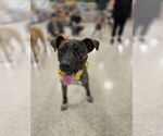 Small Photo #1 Labrador Retriever-Plott Hound Mix Puppy For Sale in Minneapolis, MN, USA