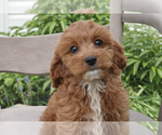 Small #2 Cavapoo (Miniature)