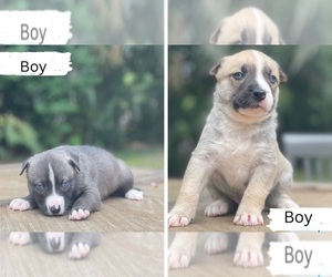 American Pit Bull Terrier-Siberian Husky Mix Puppy for sale in JACKSONVILLE, FL, USA